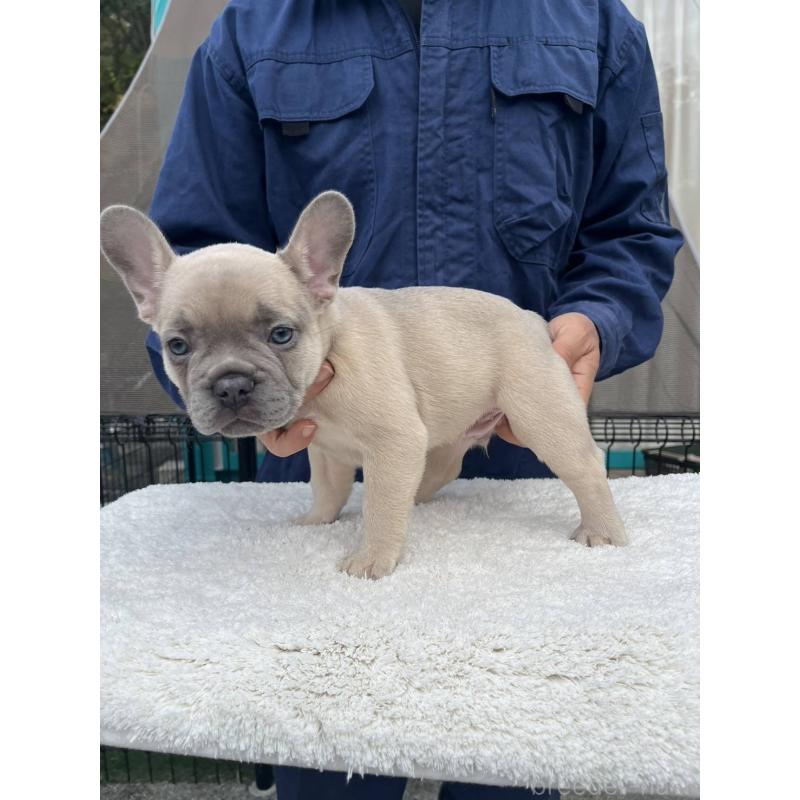 成約済の愛媛県のフレンチブルドッグ-424410の12枚目