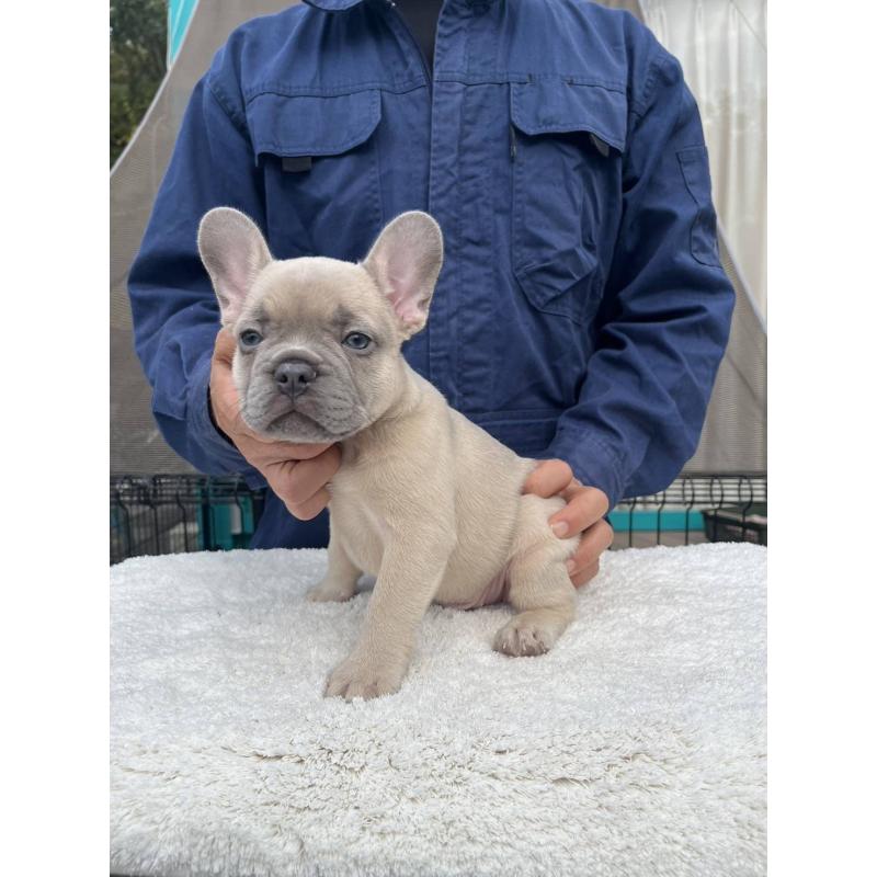 成約済の愛媛県のフレンチブルドッグ-424410の11枚目