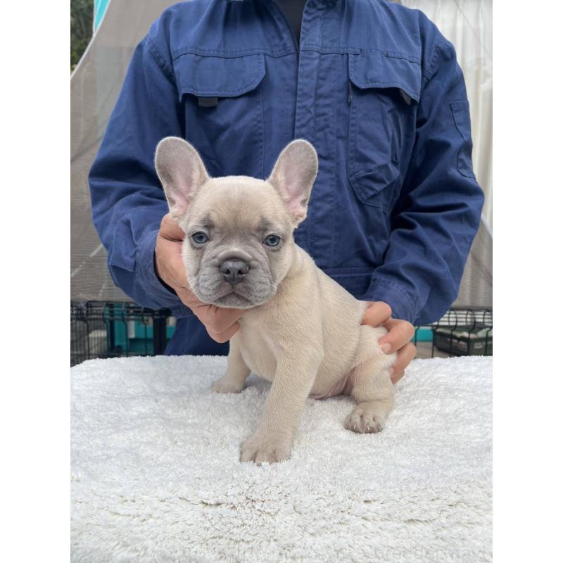 成約済の愛媛県のフレンチブルドッグ-424410の9枚目