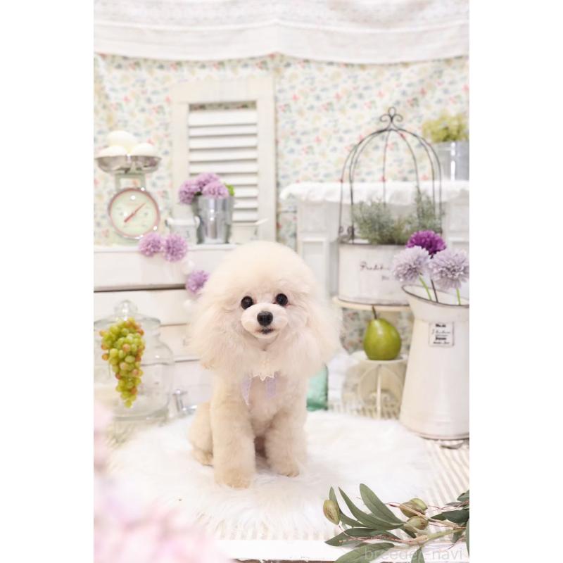 浮所ひと美ブリーダーの詳細の1枚目