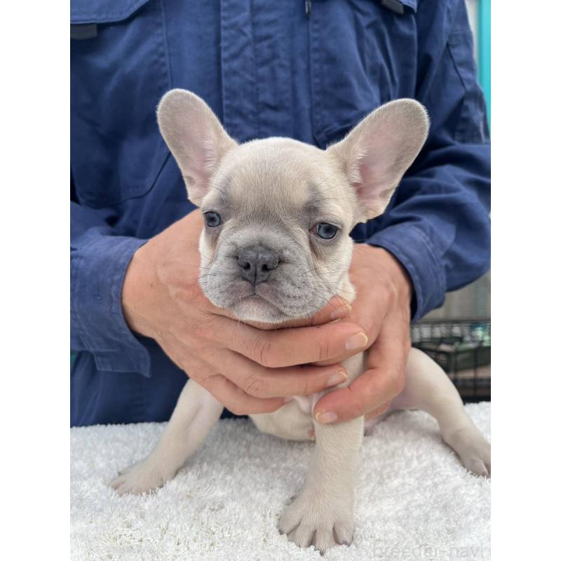 成約済の愛媛県のフレンチブルドッグ-424408の6枚目