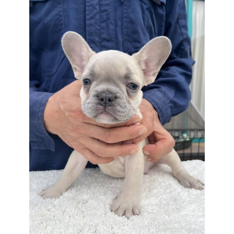 成約済の愛媛県のフレンチブルドッグ-424408の5枚目