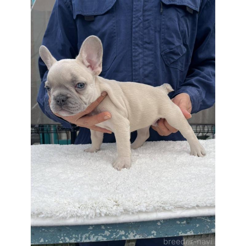 成約済の愛媛県のフレンチブルドッグ-424408の4枚目
