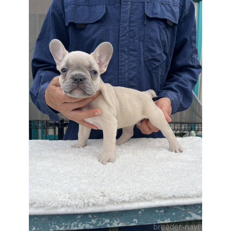成約済の愛媛県のフレンチブルドッグ-424408の3枚目