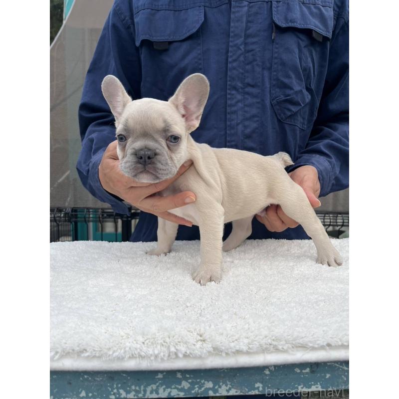 成約済の愛媛県のフレンチブルドッグ-424408の2枚目