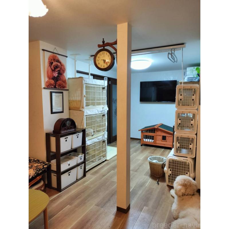 茂木久美子ブリーダーの詳細