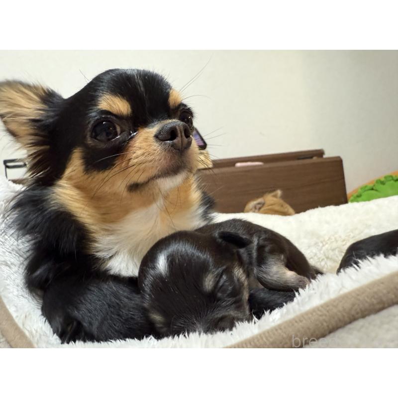 白木香織ブリーダーの詳細の1枚目