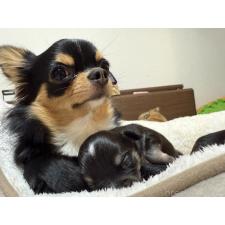 白木香織ブリーダー