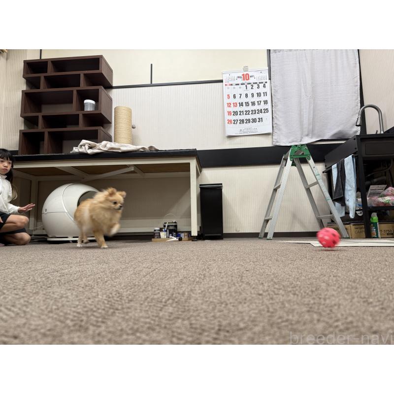 白木香織ブリーダーの詳細