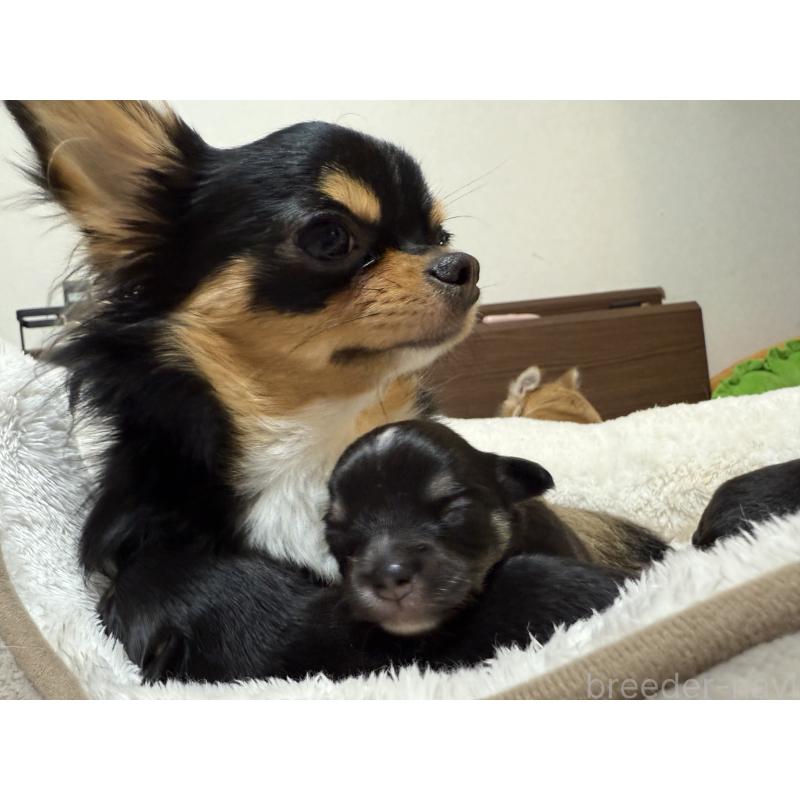 白木香織ブリーダーの詳細