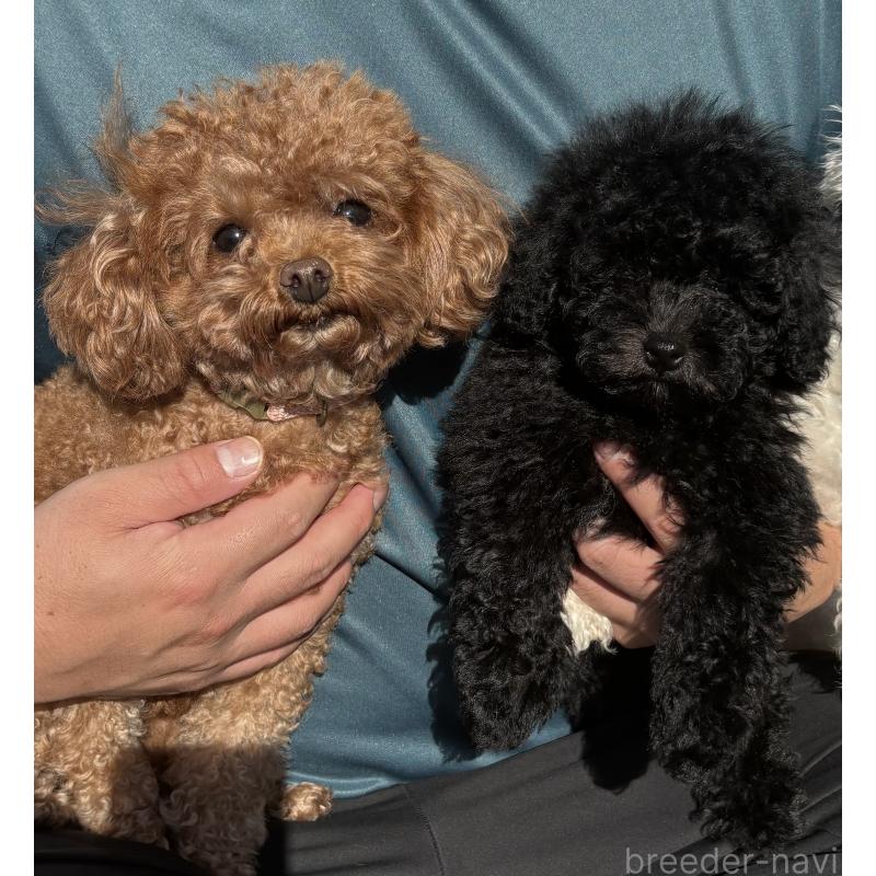 冨井英紀ブリーダーの詳細の1枚目