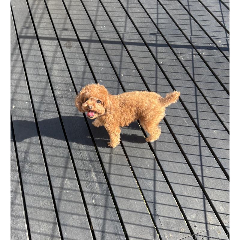 冨井英紀ブリーダーの詳細