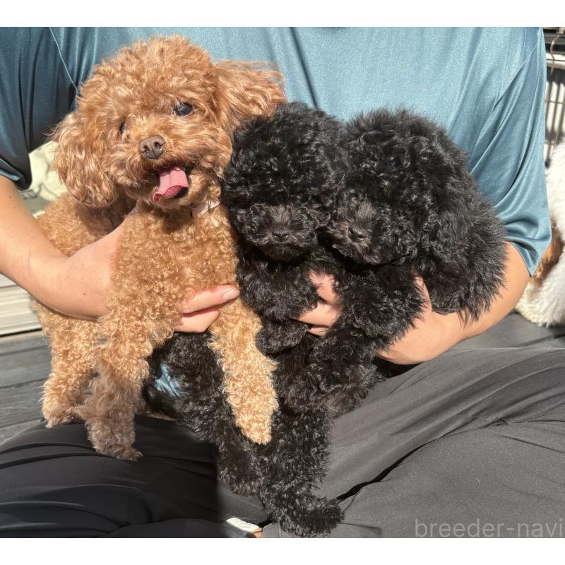 冨井英紀ブリーダーの詳細