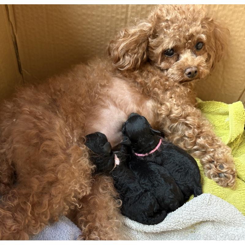 冨井英紀ブリーダーの詳細