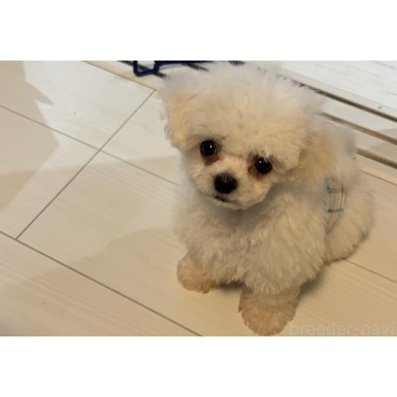 冨井英紀ブリーダーの詳細