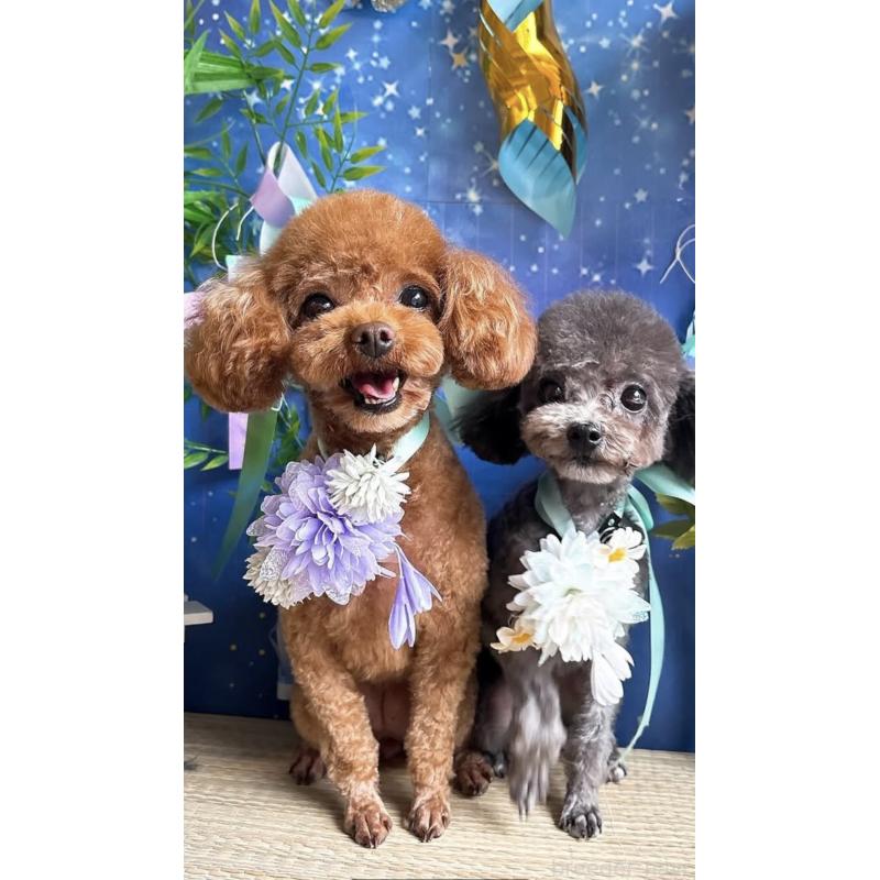 冨井英紀ブリーダーの詳細