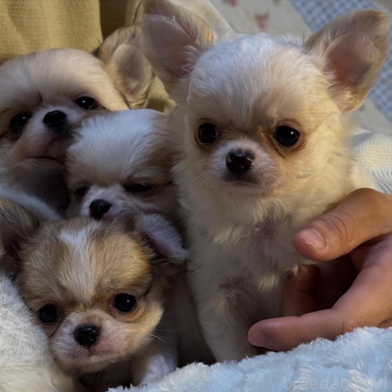 江良徳子ブリーダーの詳細