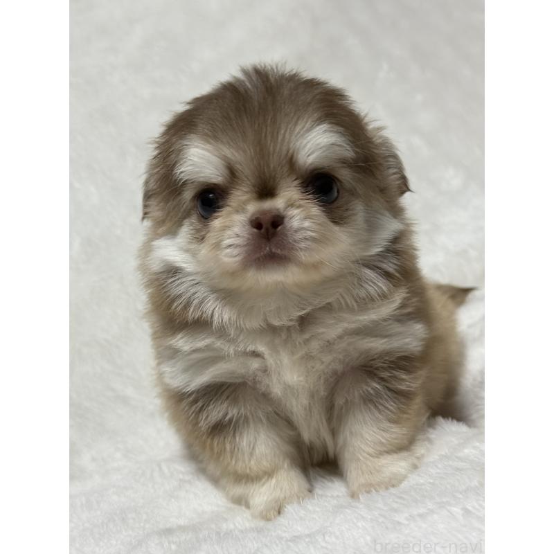 江良徳子ブリーダーの詳細