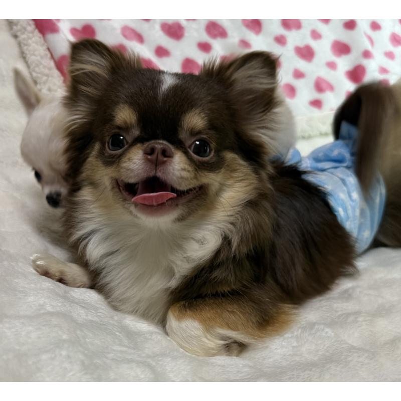 江良徳子ブリーダーの詳細の1枚目