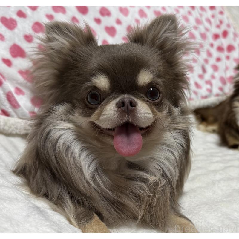 江良徳子ブリーダーの詳細