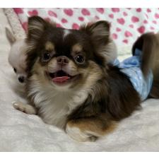 江良徳子ブリーダー