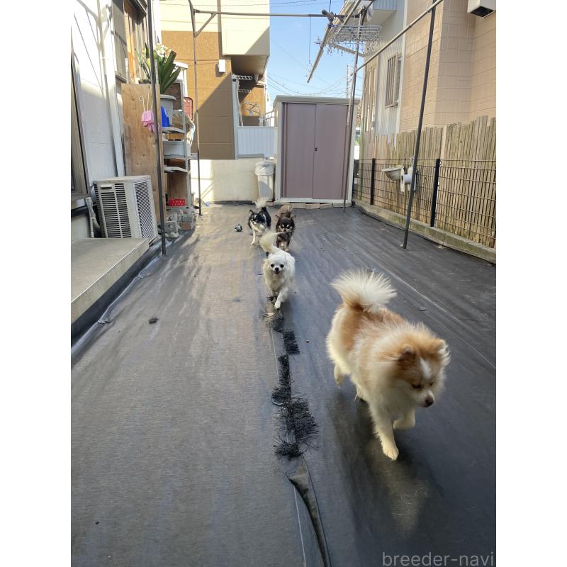 加藤美恵ブリーダーの詳細