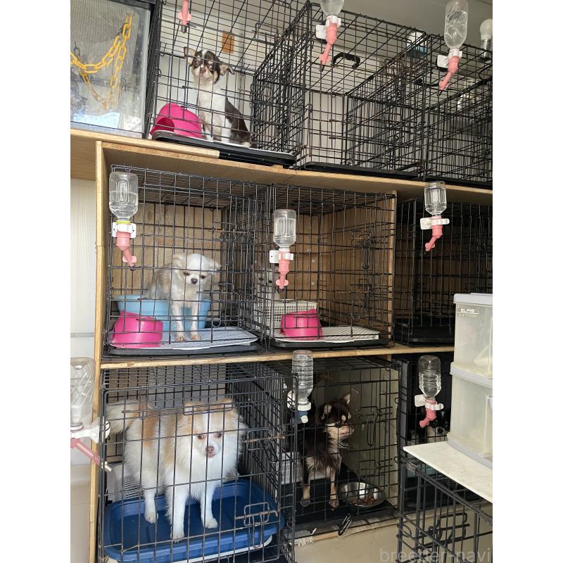 加藤美恵ブリーダーの詳細