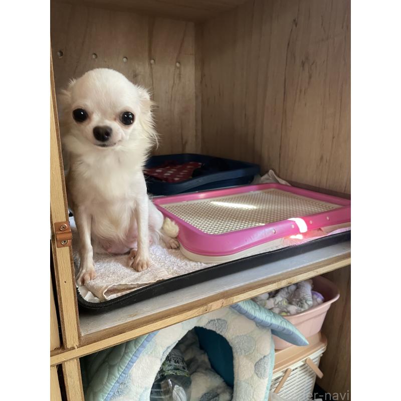 加藤美恵ブリーダーの詳細