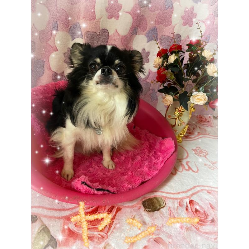 加藤美恵ブリーダーの詳細