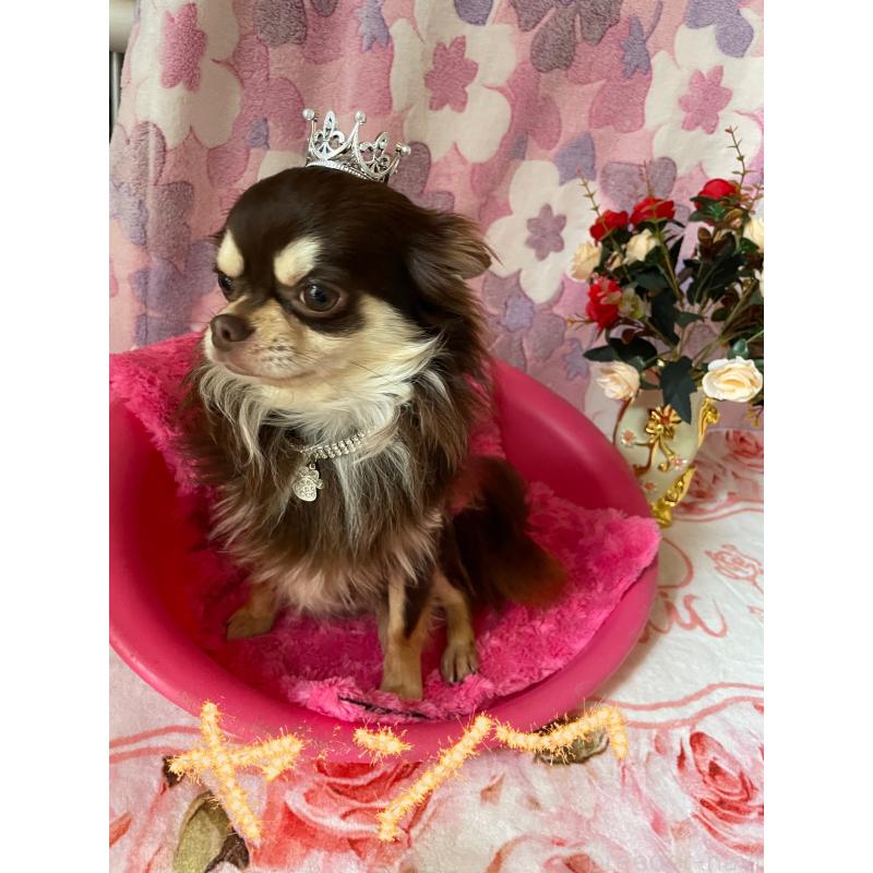 加藤美恵ブリーダーの詳細