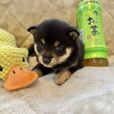 小川典子ブリーダー