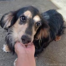 ♀︎ミニチュアダックスフンド(ロングヘアード)