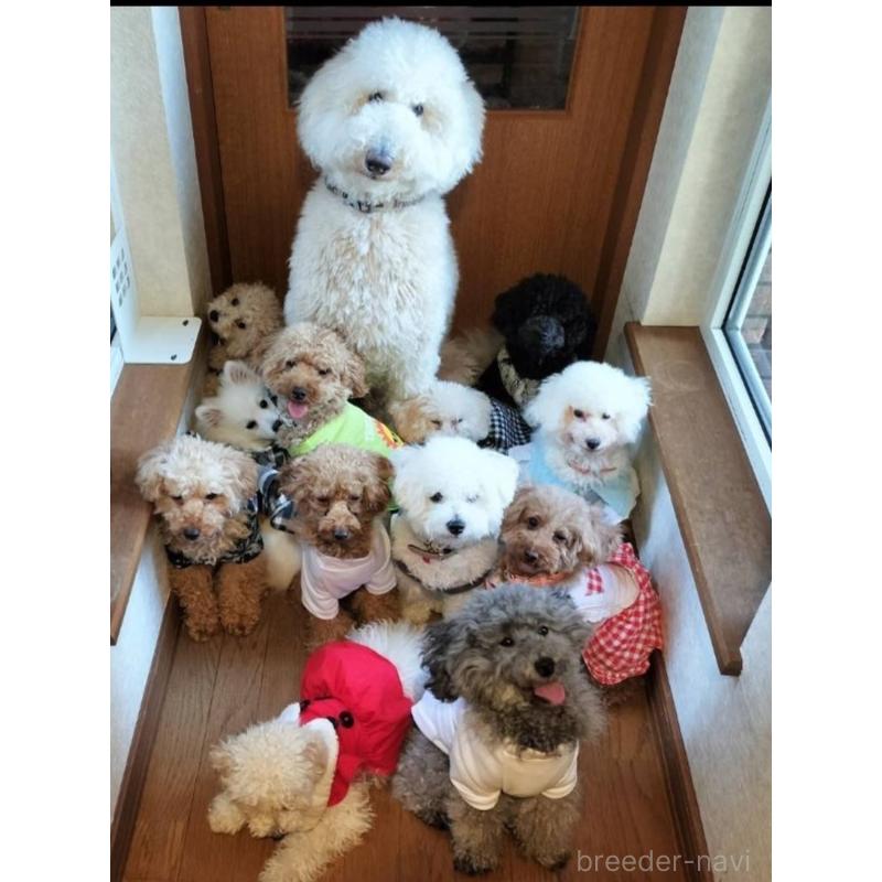 茂木久美子ブリーダーの詳細の1枚目