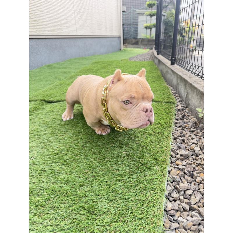 大野智成ブリーダーの詳細