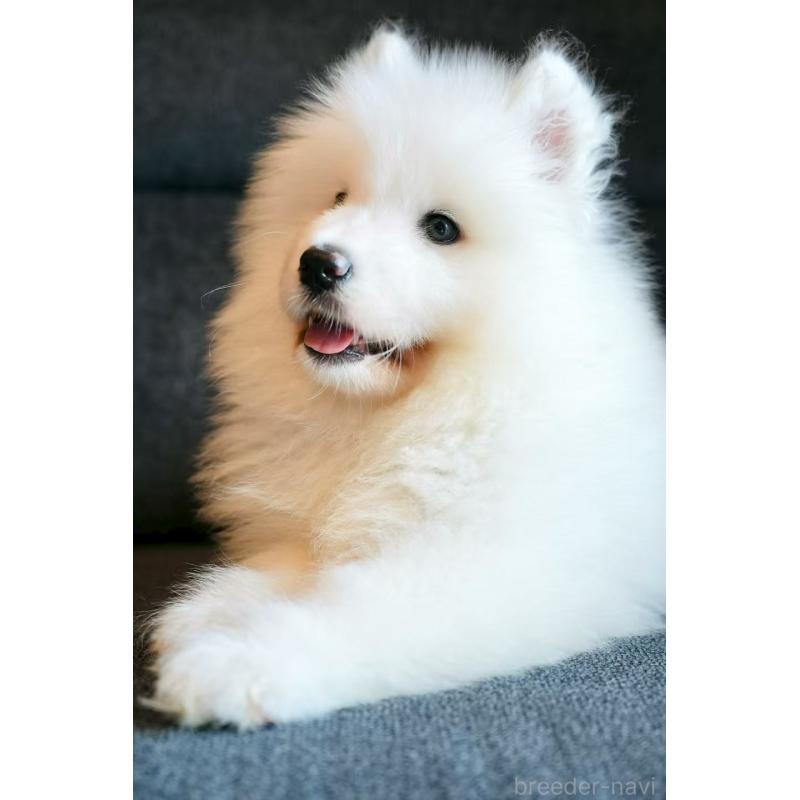 木下浩志ブリーダーの詳細の1枚目