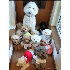 茂木久美子ブリーダー