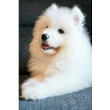 木下浩志ブリーダー