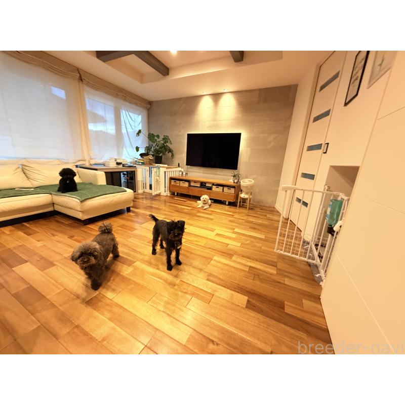 木暮かすみブリーダーの詳細