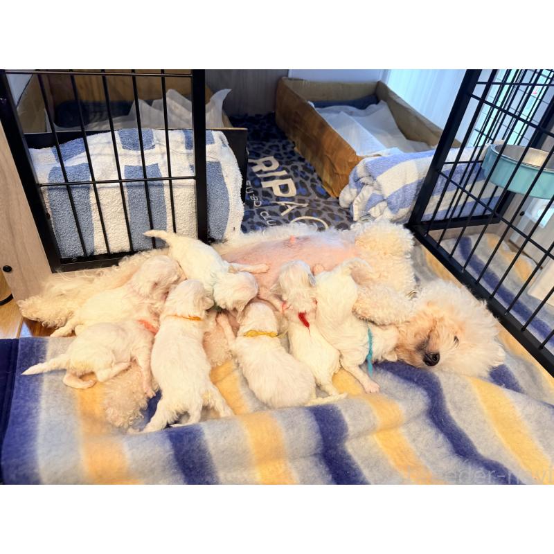 木暮かすみブリーダーの詳細