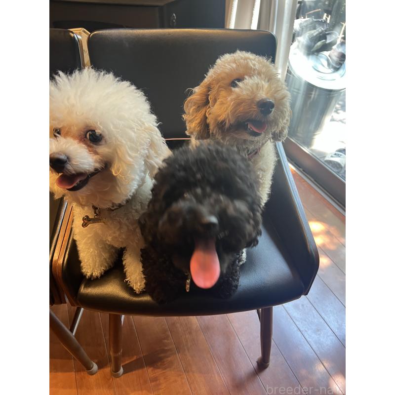 木暮かすみブリーダーの詳細