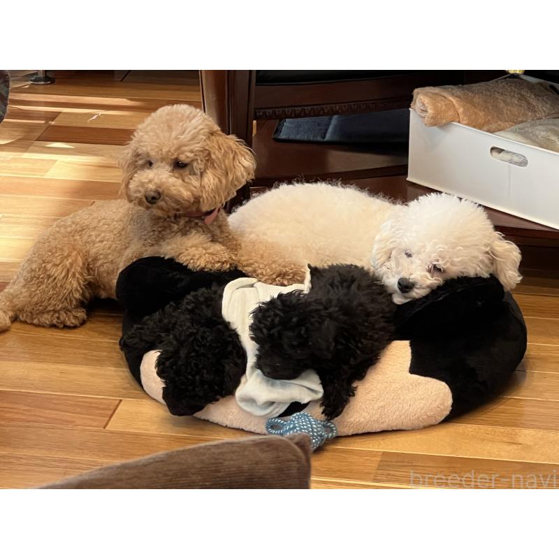 木暮かすみブリーダーの詳細