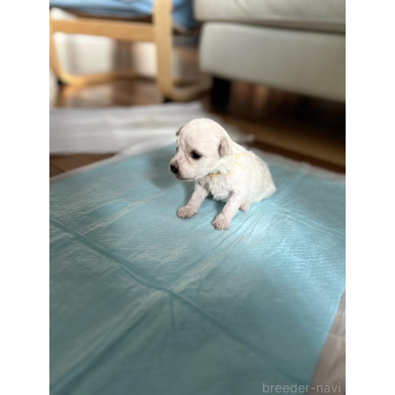 木暮かすみブリーダーの詳細