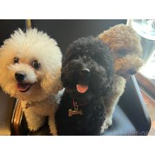 木暮かすみブリーダー