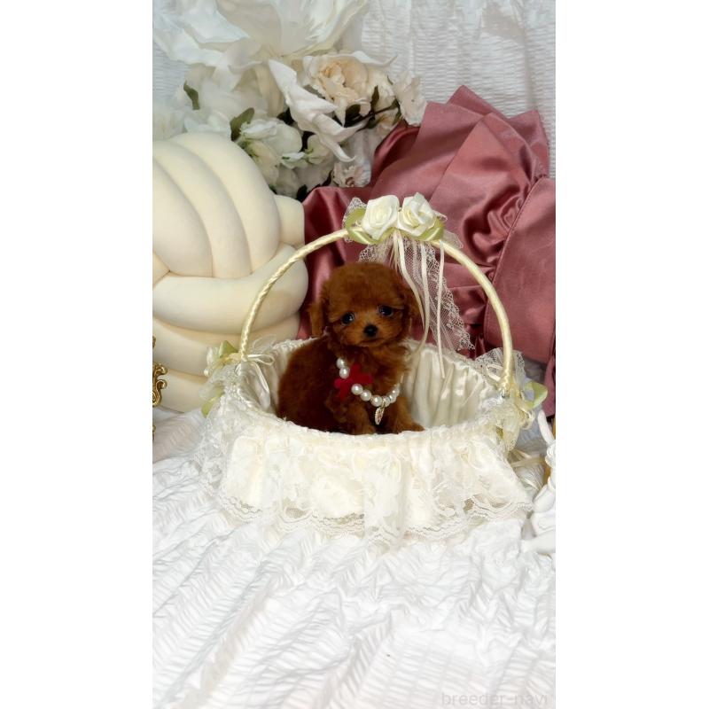 松本綾ブリーダーの詳細