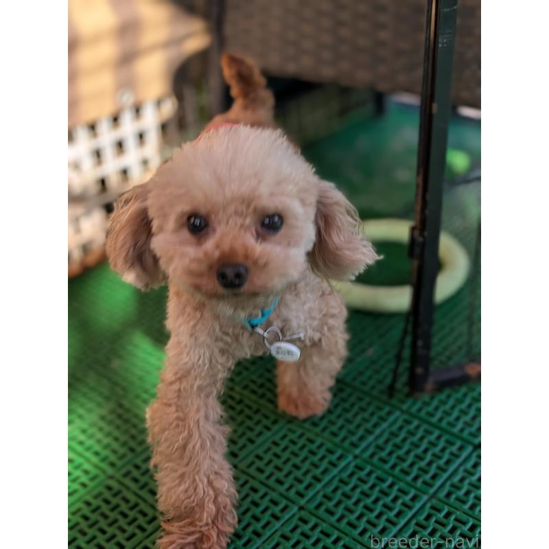 販売中の岡山県のティーカッププードル-425770の7枚目