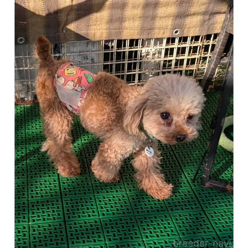 販売中の岡山県のティーカッププードル-425770の6枚目