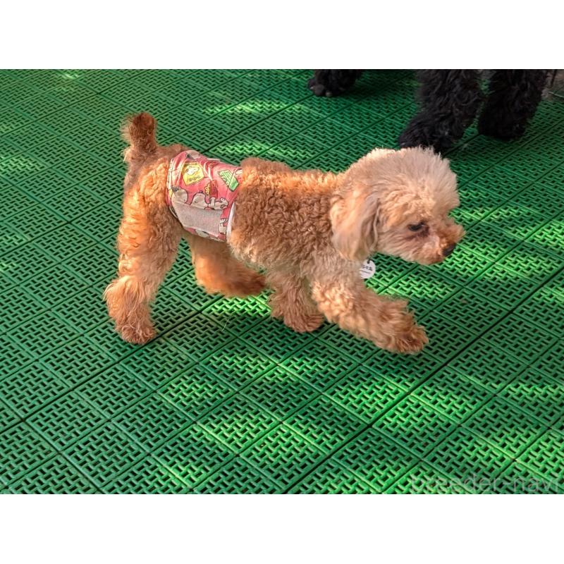 販売中の岡山県のティーカッププードル-425770の5枚目