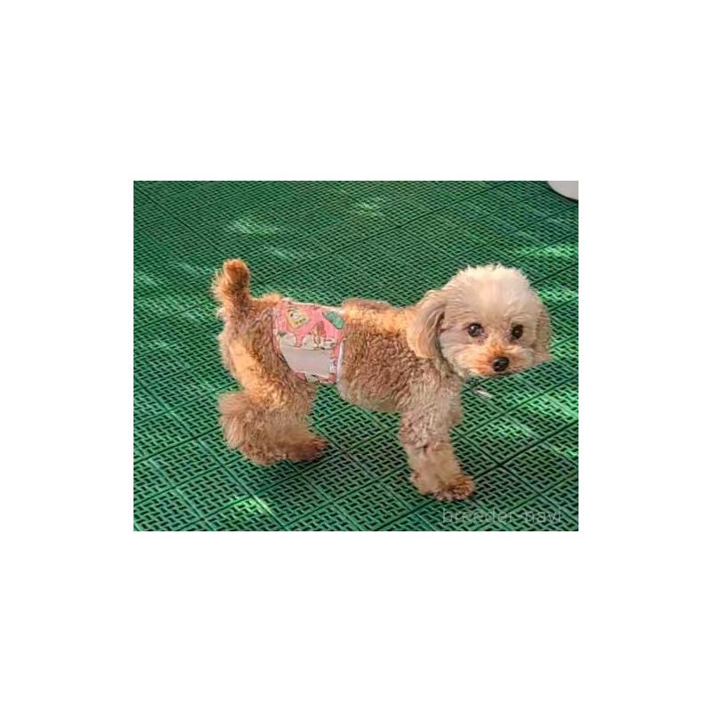 販売中の岡山県のティーカッププードル-425770の4枚目