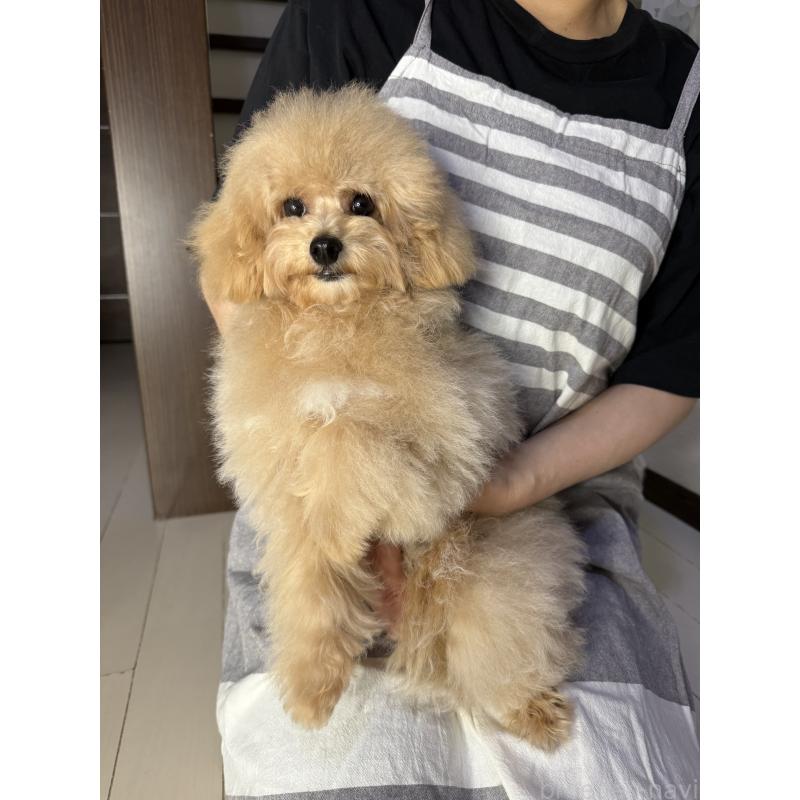 成約済の大阪府のタイニープードル-405950の4枚目