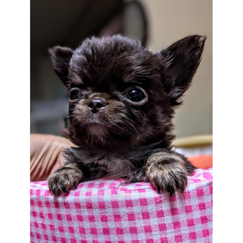 斎藤政美ブリーダーの詳細